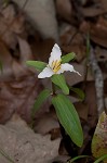 Least trillium