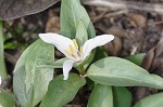 Least trillium