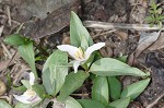 Least trillium