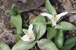 Least trillium