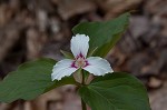 Painted trillium