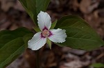 Painted trillium