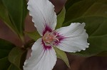 Painted trillium