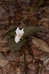 Painted trillium