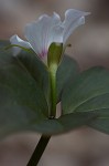 Painted trillium