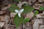 Painted trillium