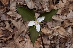 Painted trillium