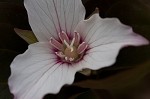 Painted trillium