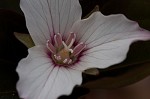 Painted trillium