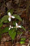 Painted trillium