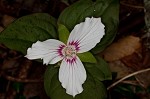 Painted trillium