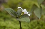 Painted trillium