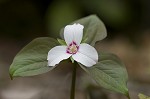 Painted trillium