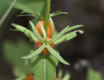 Yellow horse gentian