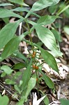 Yellow horse gentian