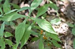 Yellow horse gentian