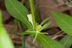 Yellow horse gentian