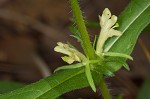 Yellow horse gentian