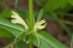 Yellow horse gentian