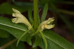 Yellow horse gentian