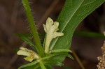 Yellow horse gentian