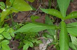 Yellow horse gentian