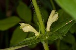 Yellow horse gentian