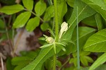 Yellow horse gentian