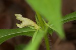 Yellow horse gentian