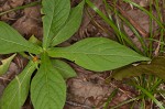 Yellow horse gentian