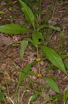 Yellow horse gentian