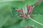 Feverwort