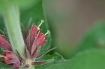 Feverwort