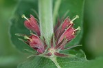 Feverwort