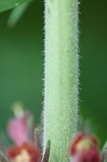 Feverwort