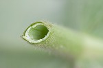 Feverwort