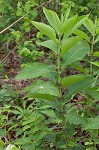 Feverwort