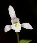 Threebirds orchid