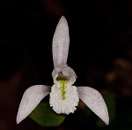 Threebirds orchid