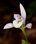 Threebirds orchid