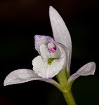 Threebirds orchid