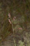 Perennial sandgrass