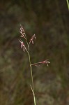 Perennial sandgrass