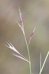 Perennial sandgrass