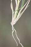 Perennial sandgrass