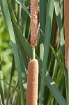 Narrowleaf cattail