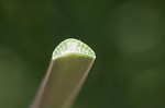 Narrowleaf cattail