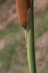 Narrowleaf cattail