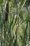 Cattail