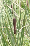 Cattail